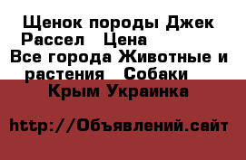 Щенок породы Джек Рассел › Цена ­ 45 000 - Все города Животные и растения » Собаки   . Крым,Украинка